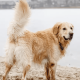 GOLDEN GAIT SWAGGER CONTEST